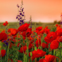 Aker Fassi (Fleurs de coquelicot) - MA PLANETE BEAUTE
