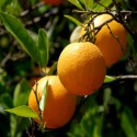 Huile Essentielle d'Orange Douce Bio - Ma Planète Beauté