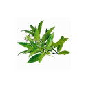 Litsée Citronnée Bio