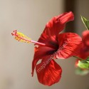 Poudre d'Hibiscus d'Egypte - MA PLANETE BEAUTE