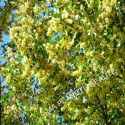 Poudre de Bois De Campêche - MA PLANETE BEAUTE