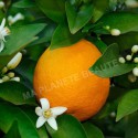 Poudre d'Orange Amère - MA PLANETE BEAUTE