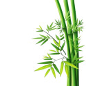 Hydrolat de Bambou Bio - MA PLANETE BEAUTE