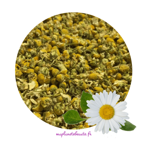 100 gr de fleure de Camomille sèche 100% naturel