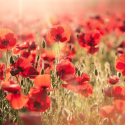 Coquelicots