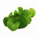 Poudre de Centella Asiatica (Gotu Kola) - MA PLANETE BEAUTE