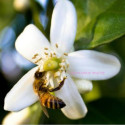 Hydrolat de Fleur d'Oranger Bio - Ma Planète Beauté