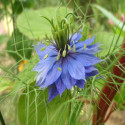 Huile Végétale de Nigelle Vierge Bio