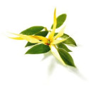 Huile Essentielle d'Ylang-Ylang Complète Bio - Ma Planète Beauté