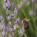 Huile Essentielle de Lavande Fine Bio - Ma Planète Beauté