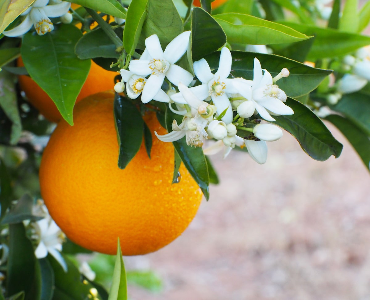 Fleurs d'oranger