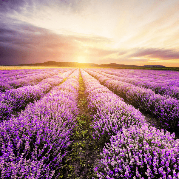 Fleurs de Lavande - MA PLANETE BEAUTE