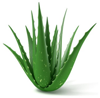 ALOE VERA - MA PLANETE BEAUTE