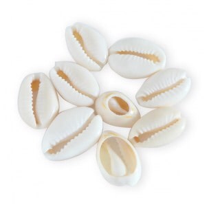 Coquillages Cauris | MA PLANETE BEAUTE