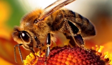 Propolia, les produits de la ruche